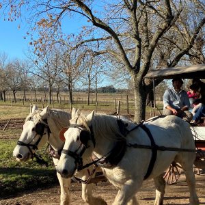 Areco27