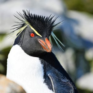 Falklands12