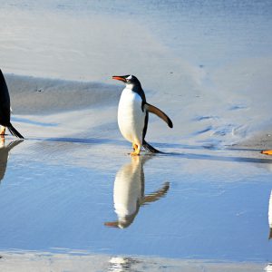Falklands14