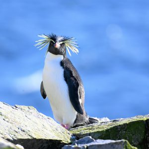 Falklands16