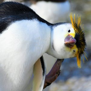 Falklands18
