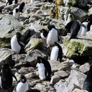Falklands26