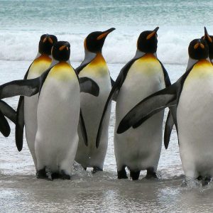 Falklands40 (2)