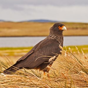 Falklands43
