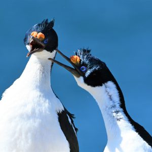 Falklands5
