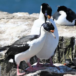 Falklands8