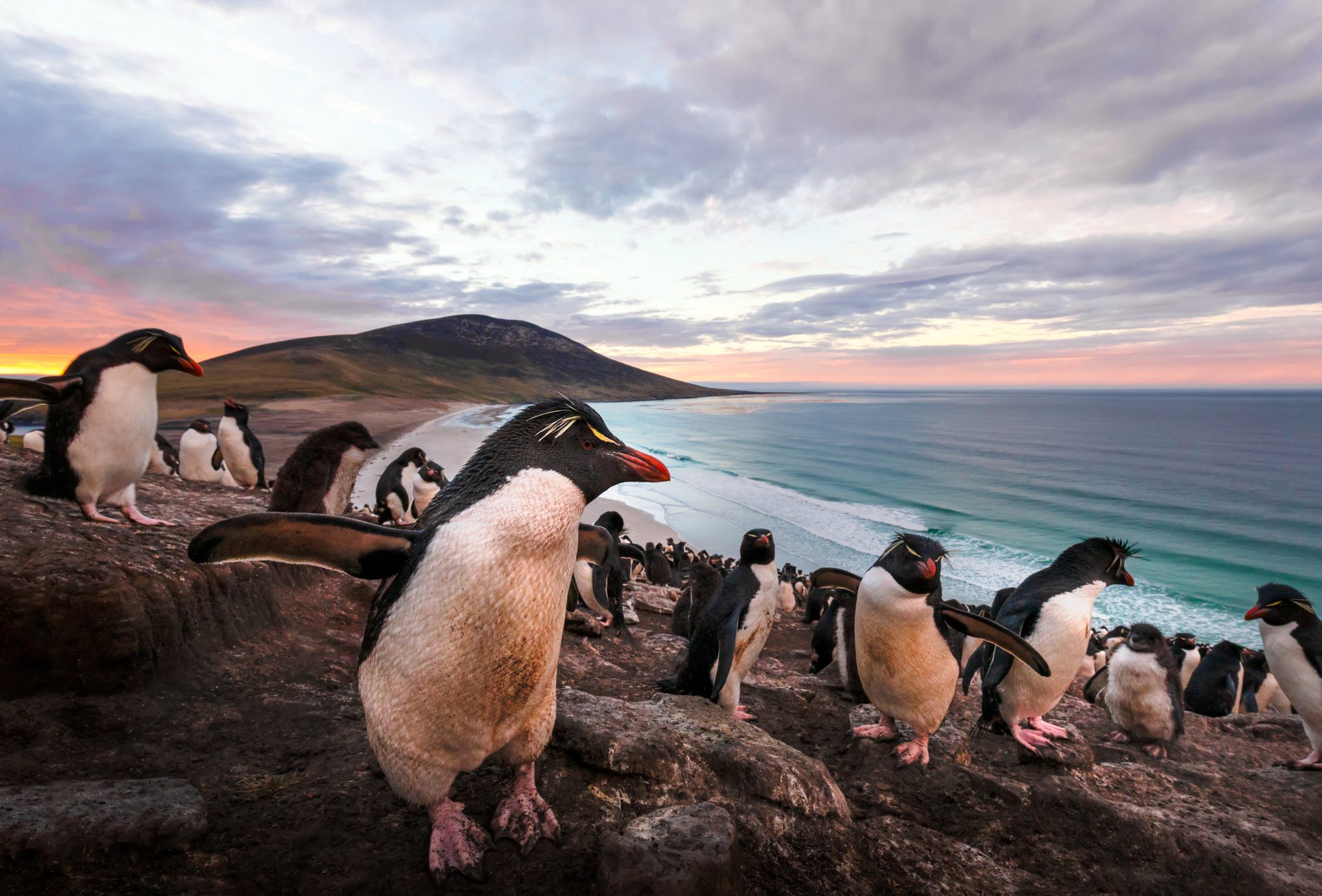 ILHAS FALKLAND COM STANLEY & SEA LION ISLAND – Carnaval – 07 a 21 de fevereiro de 2027