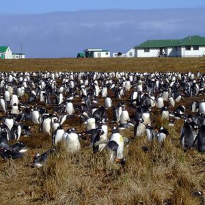 Sea Lion Lodge 2